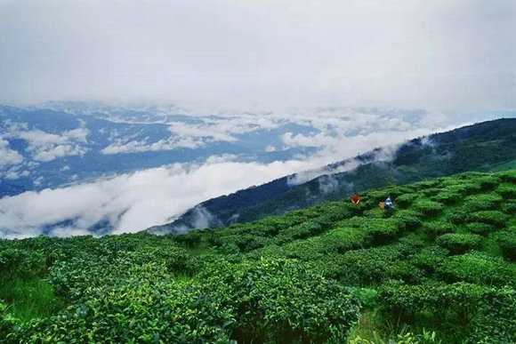 “魅力茶乡”“最美茶园”结果出炉 百万网友投票